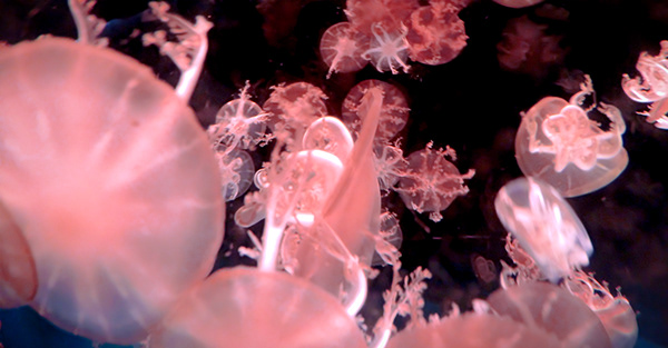 Photography work by Warren Norgaard, selected piece 15